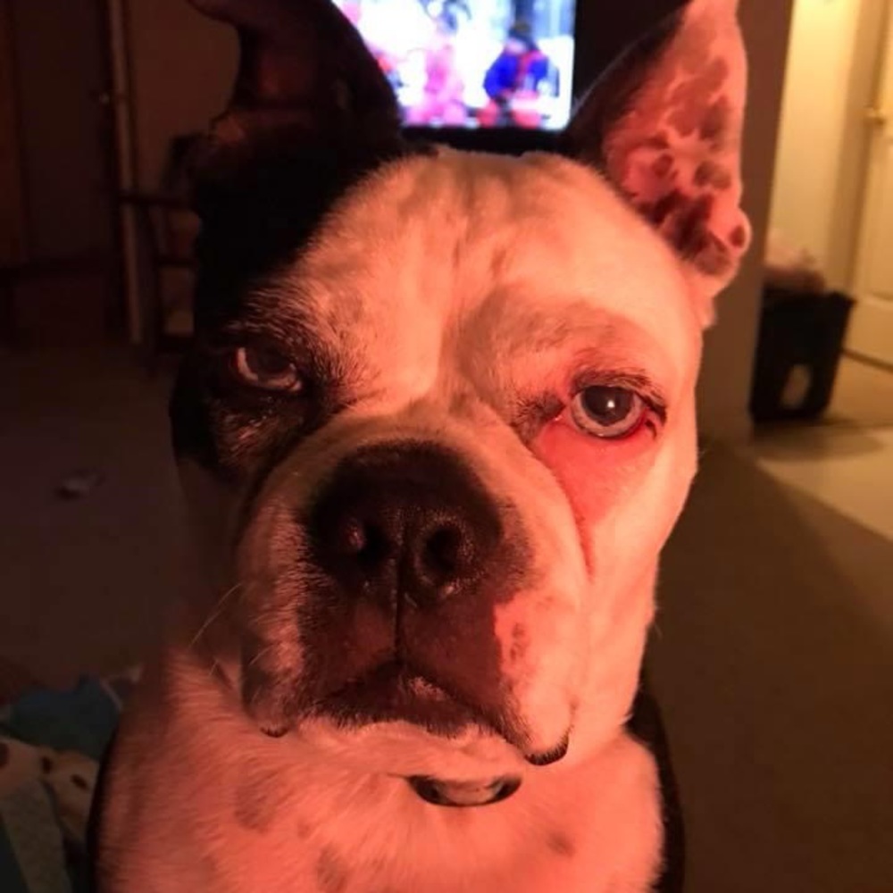 Meet your Posher, Pattie